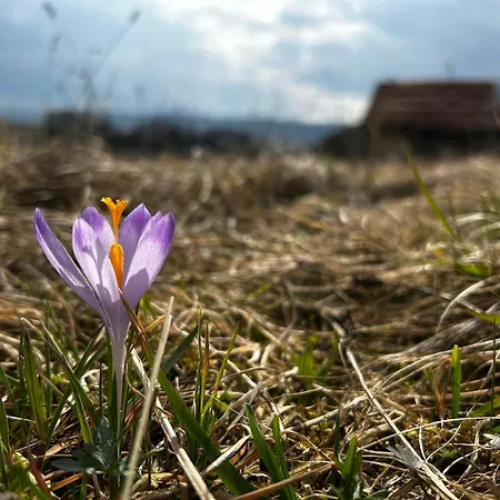 Tiny House At Sedliacky Dvor - * Brezno